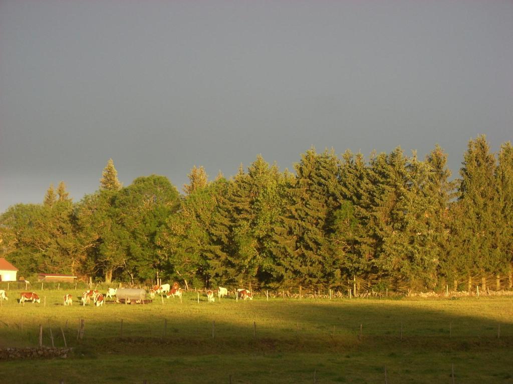 Les Roulottes De La Ferme Des Chanaux Saint-Julien-d'Ance الغرفة الصورة